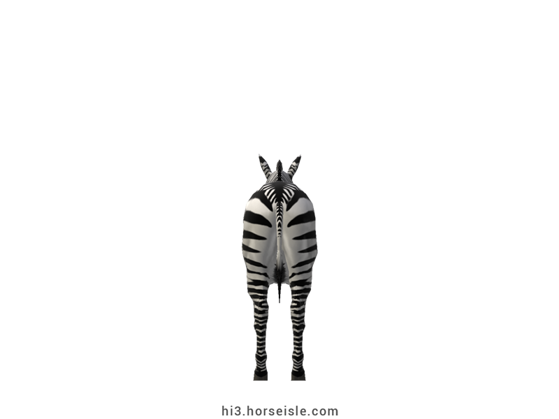 Hartmann's Mountain Zebra Tail and Dorsal Stripe Coat